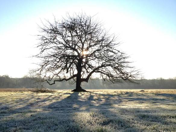 IMG_0737 Winter tree in early morning frost